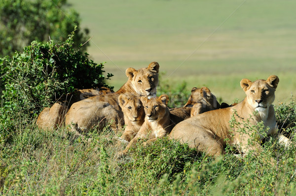 Lion belle herbe bébé portrait animaux [[stock_photo]] © byrdyak