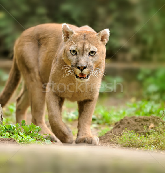 クーガー 徒歩 動物 移動 リラックス モンタナ ストックフォト © byrdyak