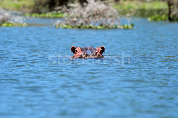 Foto stock: Hipopótamo · reserva · África · Quênia · água · natureza