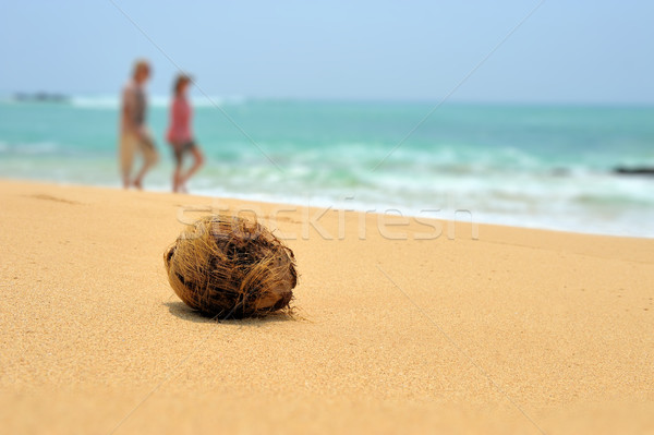 Coconut on tropical beach Stock photo © byrdyak