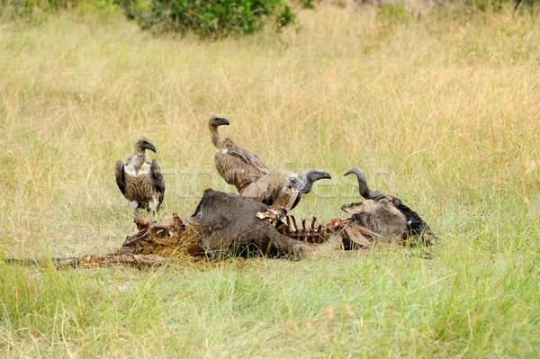 Sęp kill parku Kenia drzewo Zdjęcia stock © byrdyak