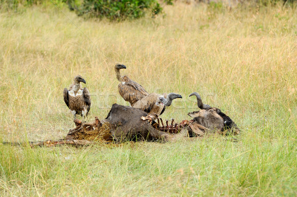 [[stock_photo]]: Vautour · tuer · parc · Kenya · arbre