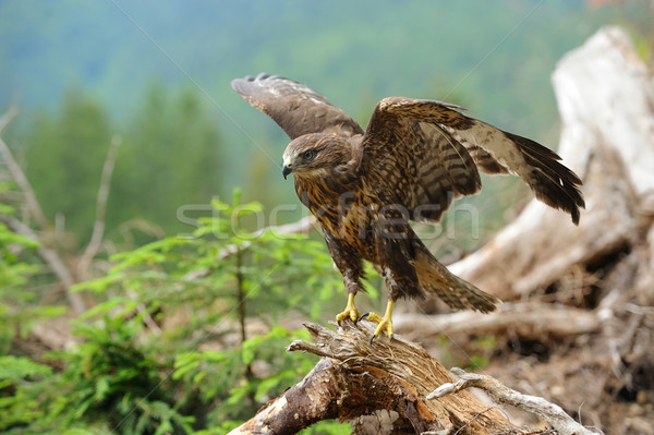 [[stock_photo]]: Faucon · branche · forêt · bois · plumes · ailes