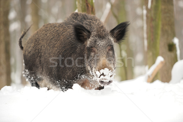 Wild boar Stock photo © byrdyak