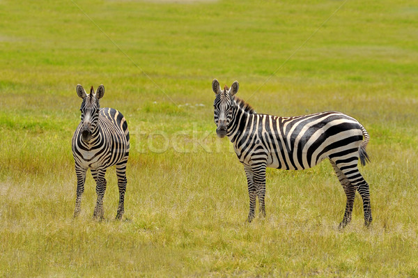 Foto stock: Zebra · parque · África · Quênia · natureza · cavalo