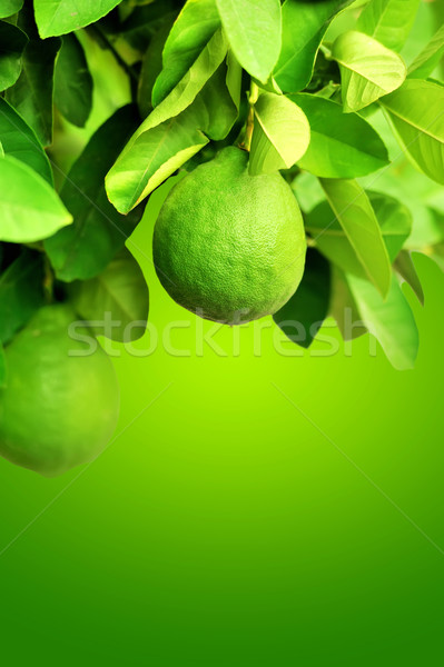 Lime fruit Stock photo © byrdyak