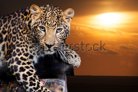 Leopard şedinţei copac cer ochi faţă Imagine de stoc © byrdyak