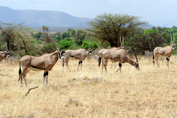 Gemsbok Stock photo © byrdyak