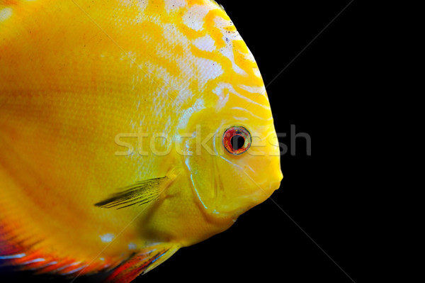 Close-up yellow fish Stock photo © byrdyak