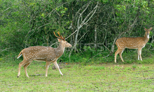 Wild Spotted deer Stock photo © byrdyak