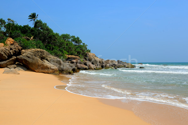 тропический пляж Palm экзотический острове пляж дерево Сток-фото © byrdyak
