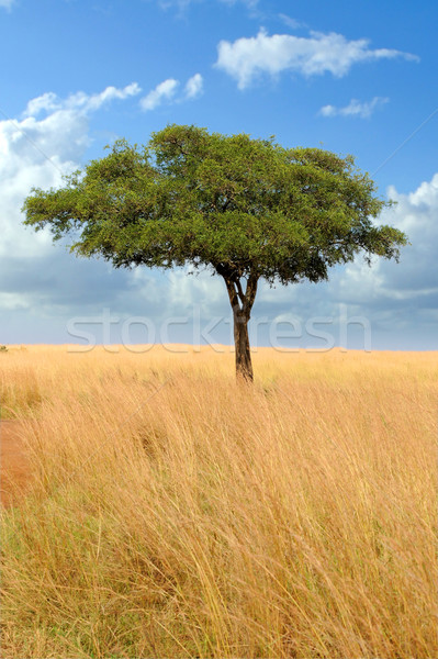 Landscape with tree in Africa Stock photo © byrdyak