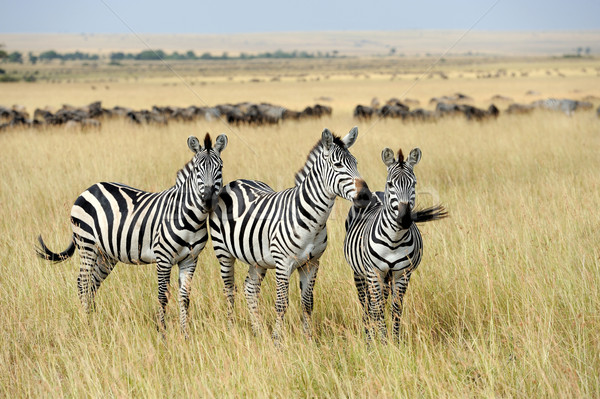 Zebra Stock photo © byrdyak
