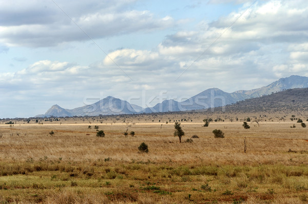 Tájkép park Kenya Afrika fa út Stock fotó © byrdyak