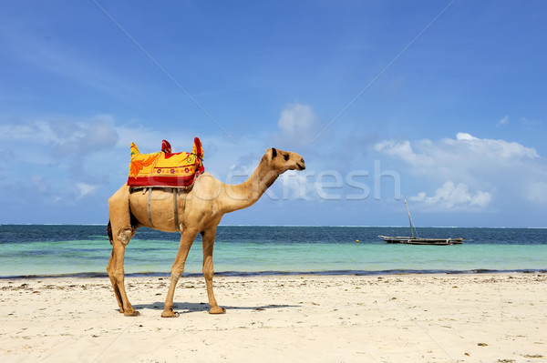 Сток-фото: верблюда · пляж · побережье · Постоянный · океана · Blue · Sky