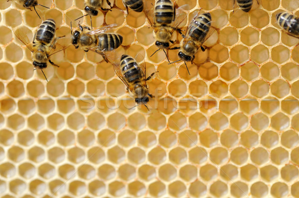 Stock fotó: Közelkép · kilátás · dolgozik · méhek · arany · méh