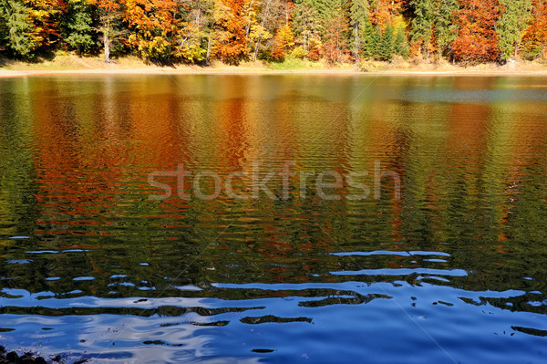 Orman göl düşmek sonbahar renkli yeşillik Stok fotoğraf © byrdyak
