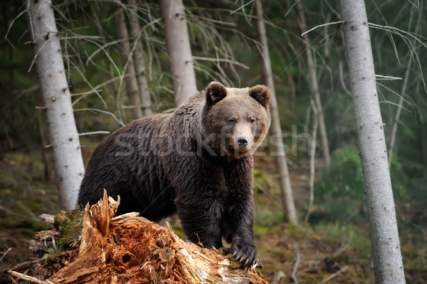 Stock photo: Big bear in forest