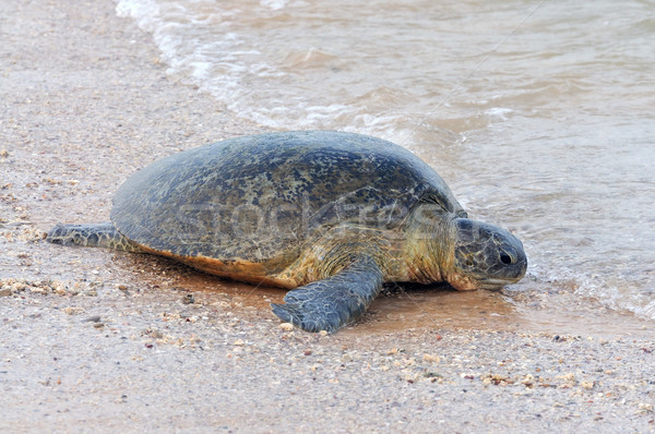Turtle Stock photo © byrdyak