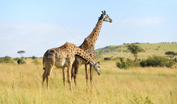 Stock photo: Giraffe