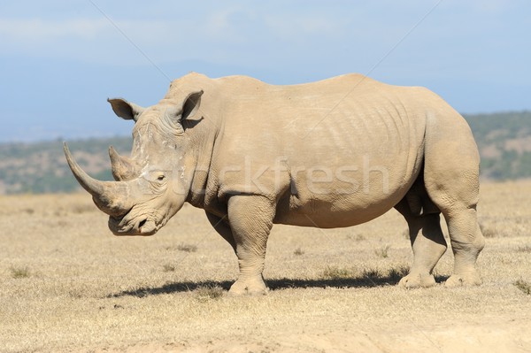 африканских белый Rhino парка Кения Африка Сток-фото © byrdyak