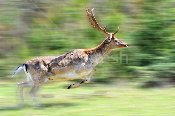 Roe deer Stock photo © byrdyak
