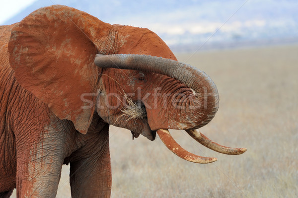 Stock photo: Elephant in National park of Kenya