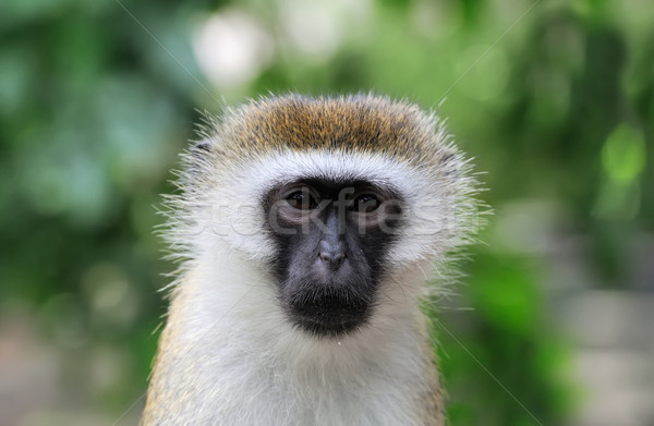 Vervet Monkey, National park of Kenya Stock photo © byrdyak
