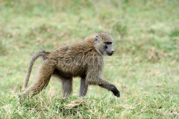 Zeytin habeş maymunu genç park Kenya yüz Stok fotoğraf © byrdyak
