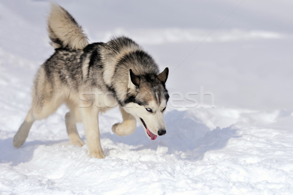 Boğuk köpek kış portre yüz gözler Stok fotoğraf © byrdyak