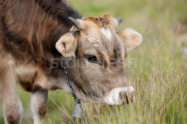 Foto stock: Vaca · naturaleza · jóvenes · marrón · verano · pradera