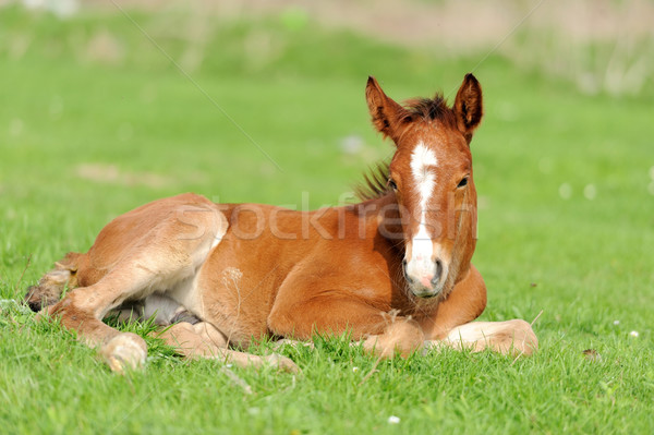 Colt on a meadow Stock photo © byrdyak