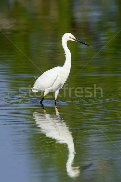 White egret Stock photo © byrdyak
