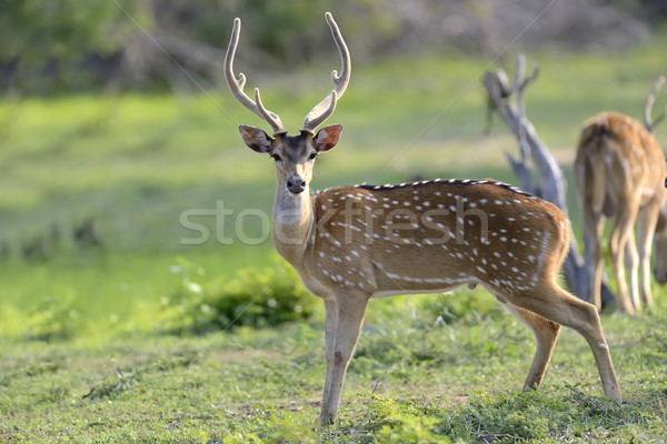 Wild Spotted deer Stock photo © byrdyak