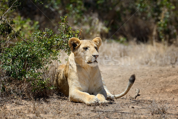 Lew parku Kenia Afryki kot Zdjęcia stock © byrdyak