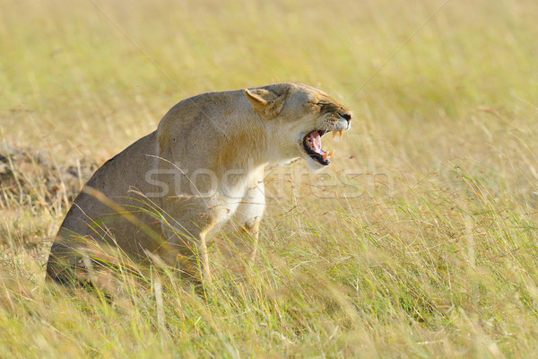 ストックフォト: ライオン · 公園 · ケニア · アフリカ · クローズアップ · 猫