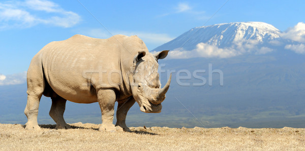 Stock photo: Rhino