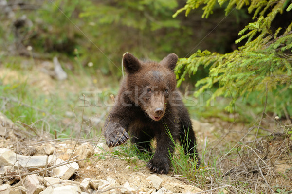 Orso bruno foresta tramonto natura orso Foto d'archivio © byrdyak