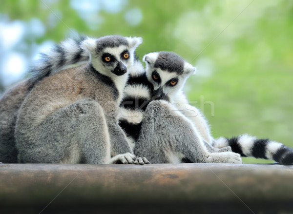 Young ring-tailed lemur Stock photo © byrdyak