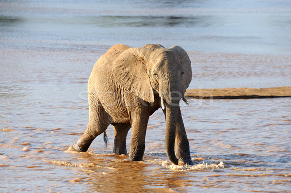 Słoń parku Kenia rodziny tekstury czarny Zdjęcia stock © byrdyak