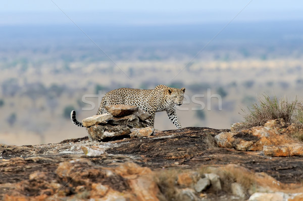 Leopar Afrika park Afrika Kenya Stok fotoğraf © byrdyak