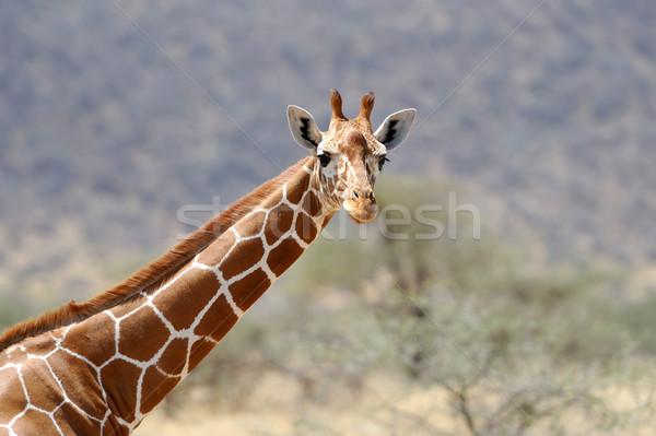 Foto stock: Girafa · África · Quênia · céu · natureza