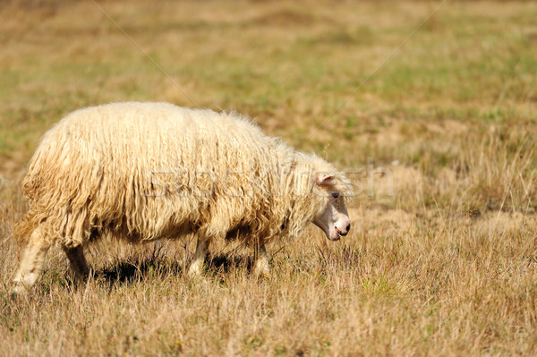 Foto d'archivio: Pecore · campo · autunno · faccia · farm · giovani