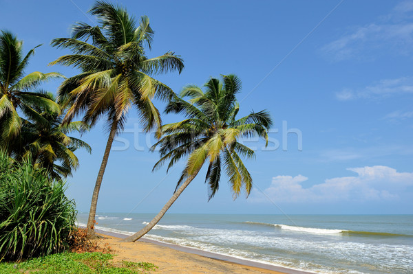 Trópusi tengerpart pálma Sri Lanka tengerpart égbolt víz Stock fotó © byrdyak