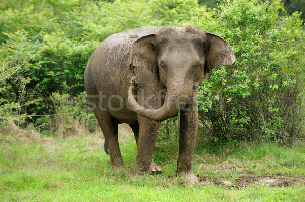 Słonie parku Sri Lanka baby tle skóry Zdjęcia stock © byrdyak