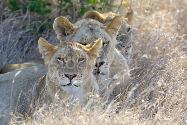 Oroszlán park Kenya Afrika közelkép macska Stock fotó © byrdyak