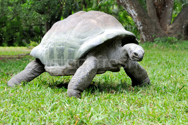 African turtle in grass Stock photo © byrdyak