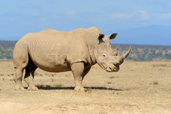 Afrikaanse witte neushoorn park Kenia afrika Stockfoto © byrdyak