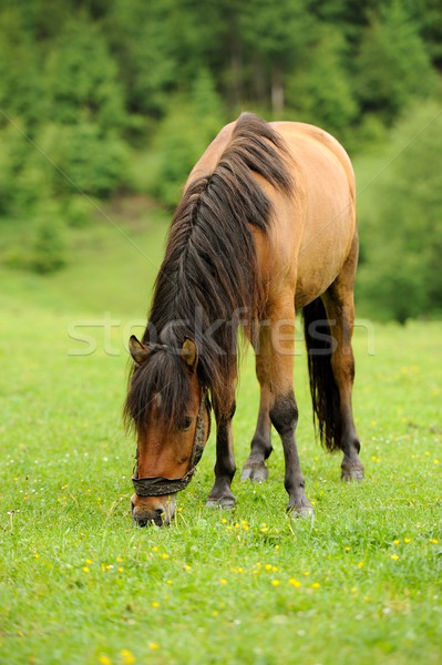 Horse Stock photo © byrdyak