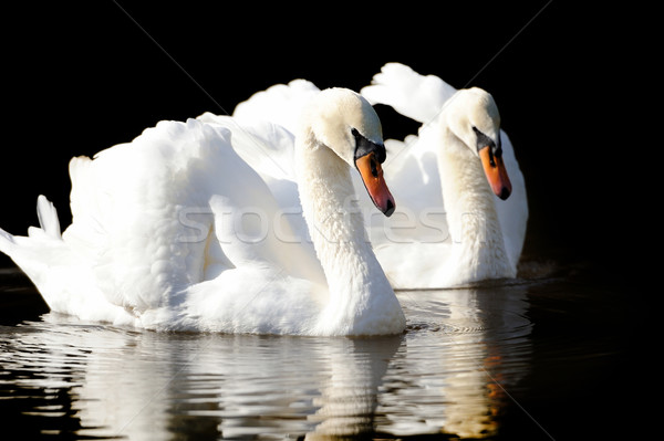 Schwan See dunkel Wasser Licht Hintergrund Stock foto © byrdyak